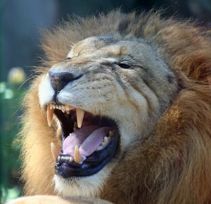 Lion Roar