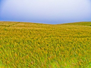 Golden Field