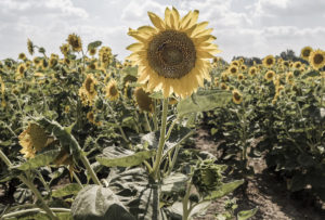 Sunflower