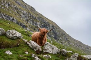 Yak