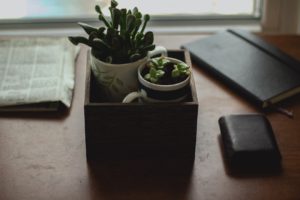 Indoor Plants