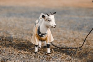 Small Goat