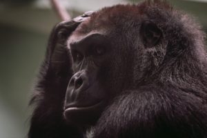Thinking Gorilla