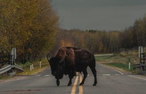 Buffalo In The Road