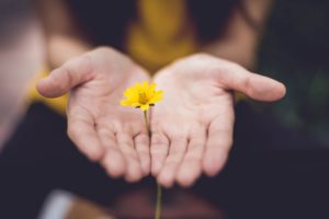 yellow flower