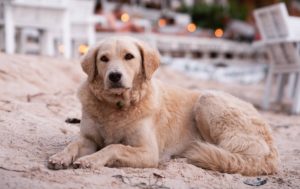 Yellow Dog on Beach