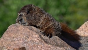 Lazy Groundhog