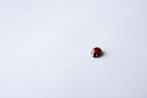 Small Lady Bug