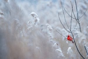 Red Cardinal