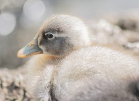 Baby Duck