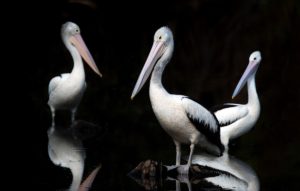 Pelicans