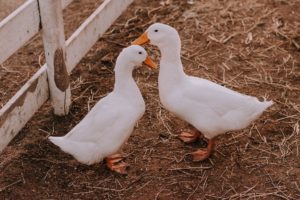 Two White Ducks