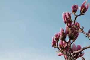 Flower Buds