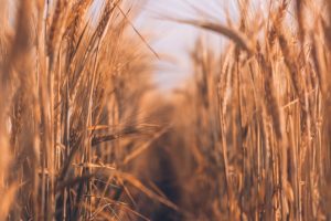 Wheat Field