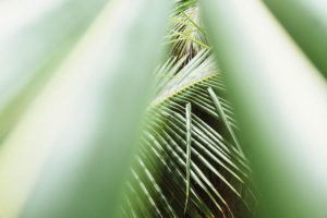 Green Fronds