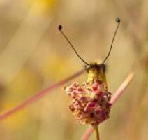 Bug On Grass