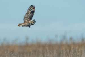 Flying Owl