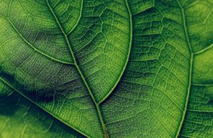 Bright Green Leaf