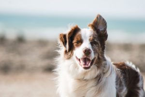 Happy Dog On Beach