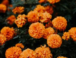 Orange Flowers